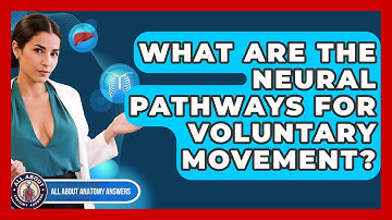 What Are The Neural Pathways For Voluntary Movement? - All About Anatomy Answers