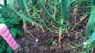 Composted chicken manure not only helps to build the health of soil by
adding organic matter and increasing water holding capacity but it
also acts as a...