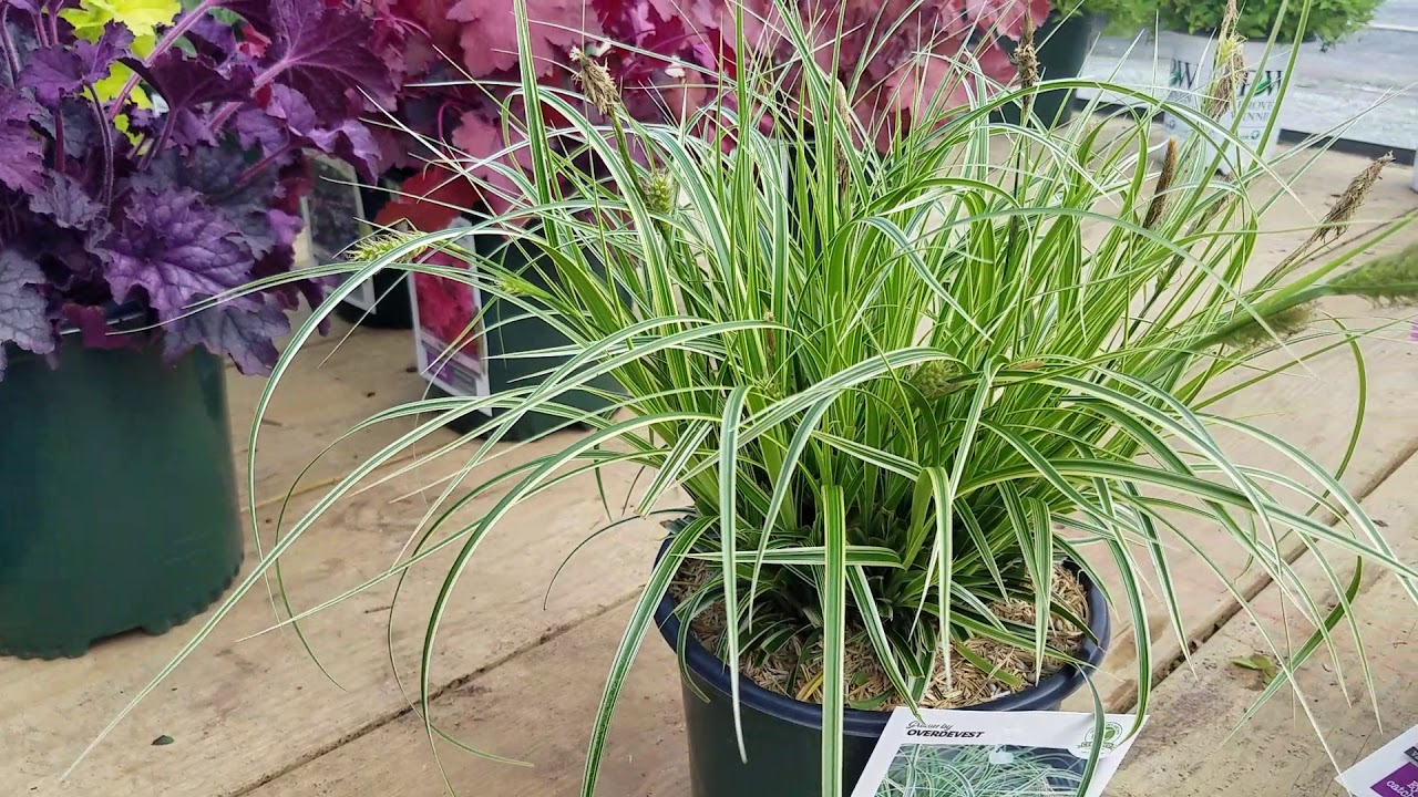 Carex Feather Falls™ (Sedge) // Vigorous, Easy to Grow Ornamental Grass