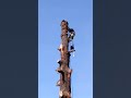 How to cut a tree top to bottom.