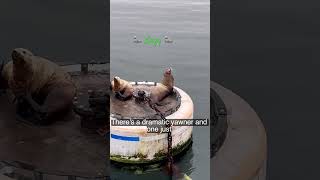 Lazy seals just chilling #youtuber #shorts #shortvideo #seal #animals