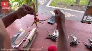 Cara memasang taji auto win