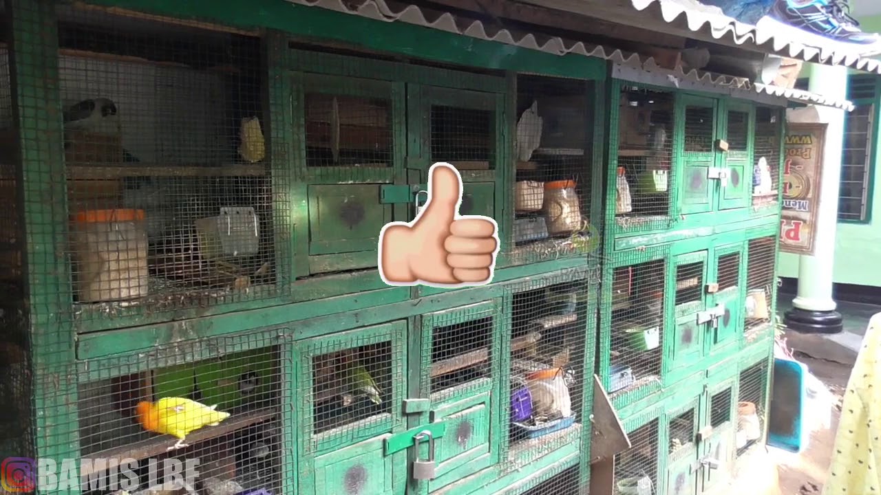 Ternak lovebird koloni vs batrai, enakan mana? , ini penjelasannya