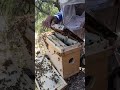 seguimos🥵 #apiculturamacizo #abejas #bee #shortvideo #viralshort