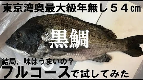 クロダイ