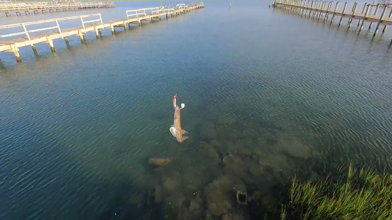Lizard Fish, Sheepshead and A Giant Ray..