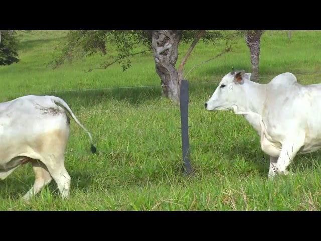 LOTE 64   BMY 1669 1652 1353 mp4