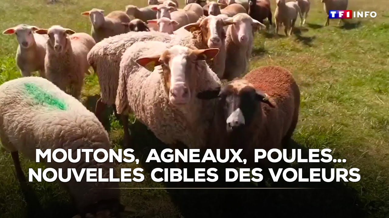 Moutons, agneaux, poules... Nouvelles cibles des voleurs｜TF1 INFO