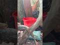 Ruho fish cutting #shorts #expert #fishcutting #cuttingskills