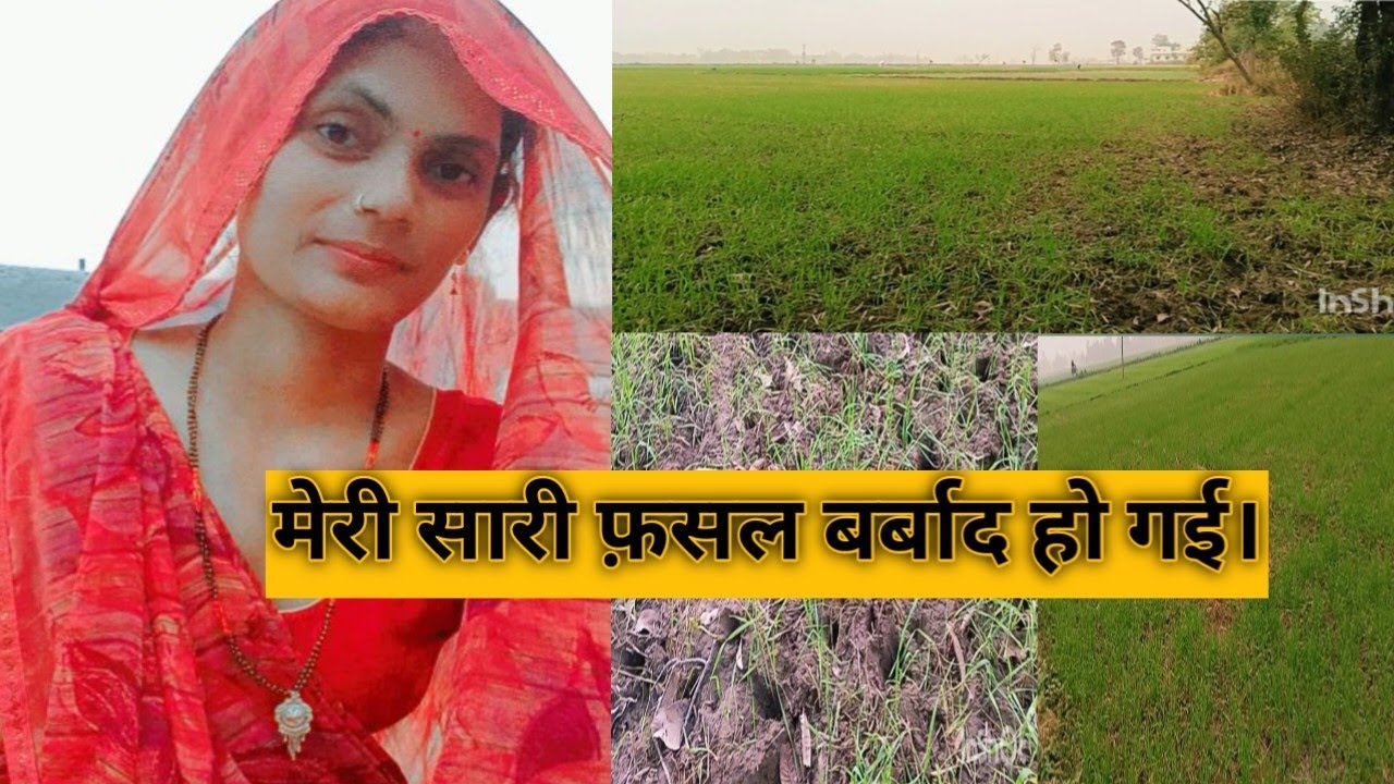 मेरी सारी फ़सल बर्बाद हो गई।