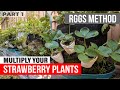Best Way to Multiply Strawberry Plant Runners #krakty #gardening #hydroponics #garden