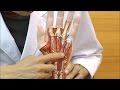 手の浅層・深層構造を確認できる実物大の手の模型│M18