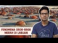 Fenomena Obor-Obor Merah di Labuan