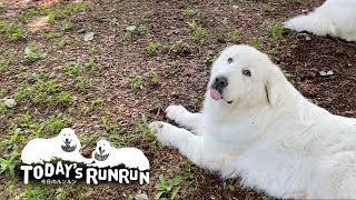 お気に入りの木陰でくつろぐルンルンとアラン　Great Pyrenees　グレートピレニーズ