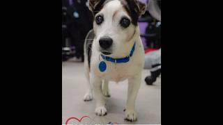 Adoptable Pets Find A Home Friday Becky’s Pet Care Animal Welfare League of Alexandria #dogs #cats