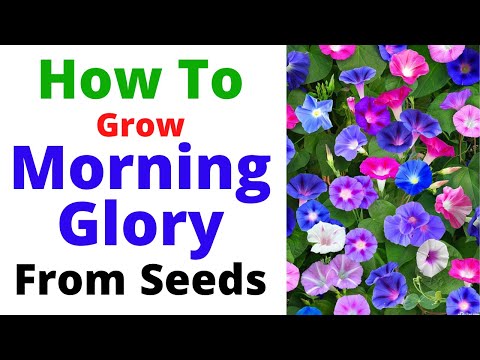 Video: Gloria Dimineții Violete (31 De Fotografii): Plantarea și îngrijirea Unei Flori, Soiurile „Star Waltz” și „Knowlians Black”, Un Amestec De Culori „Paradise Stars”
