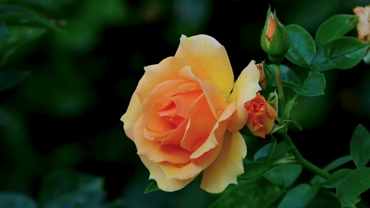 Season 8 - Episode 9 - Life Feels Smaller, But Fuller