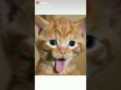 اتحدات ما تضحك 