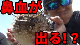 ハリセンボンを食べると鼻血がでるらしい・・・