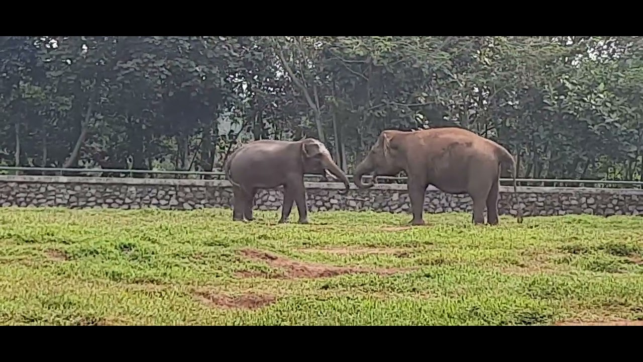 ELEPHANT(GAJAH),at Ragunan Zoo