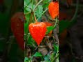 WOW Red Lantern Fruit Physalis Did You Know Satisfying Shorts WOW Red Lantern Fruit Physalis Did You Know Satisfying Shorts