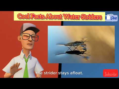 Cool Facts About Water Striders - Strange and Surprising Nature Facts