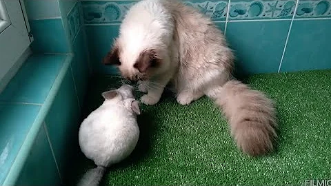 Watch the video about Chinchilla and cat playing #ragdollcat #cats #animal #funnycat #pets #tomandjerry #nature #ukraine