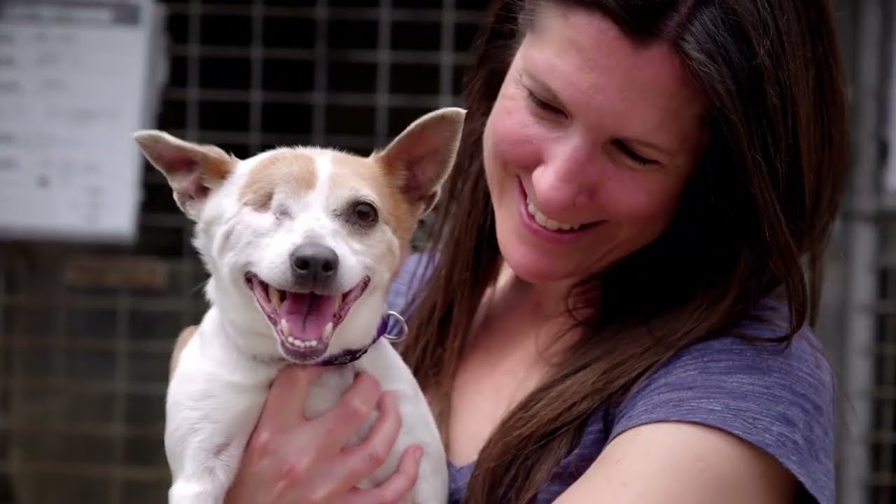 Sydney Dogs & Cats Home Our Future 2022 YouTube