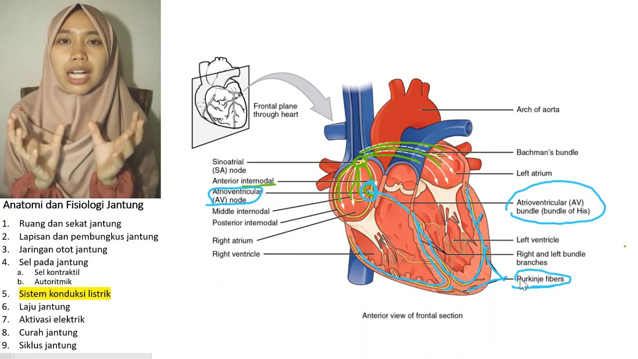 Sistem Konduksi Jantung