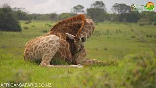 Did you know?  Giraffes occasionally sit or lie down, but not for long.