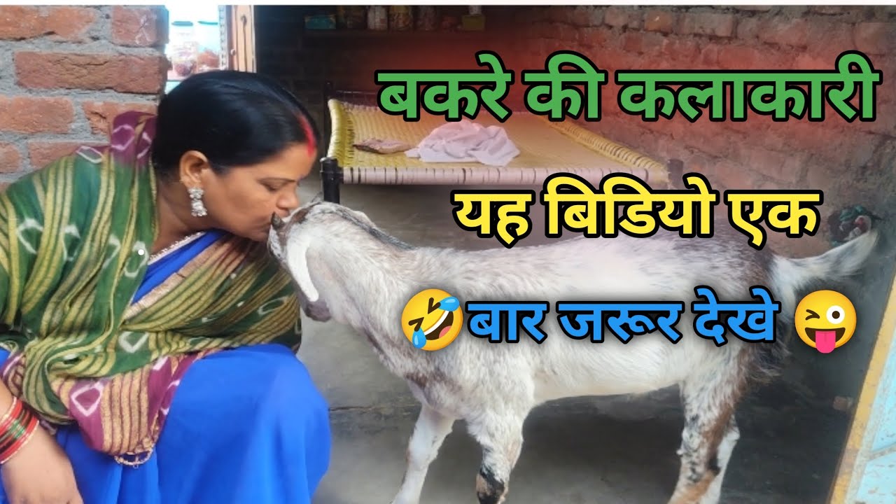 बकरे की कलाकारी यह बिडियो एक बार जरूर देखे.. 😝😜
