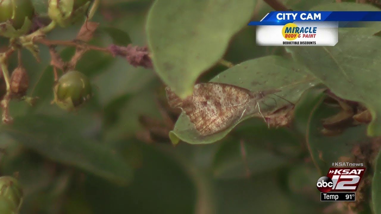 SPLAT! Moth-like butterflies on your windshield are back for annual ...