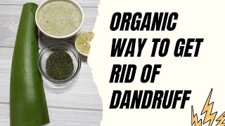 How to remove dandruff very quickly. Treatment of itchy scalp, scalp boils and hair fall organic way