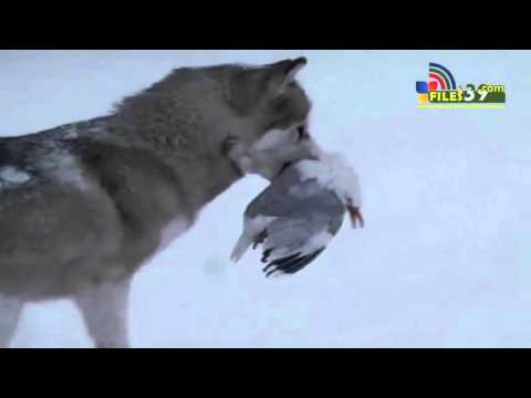 Gregorian-Moment of Peace vs antarktika