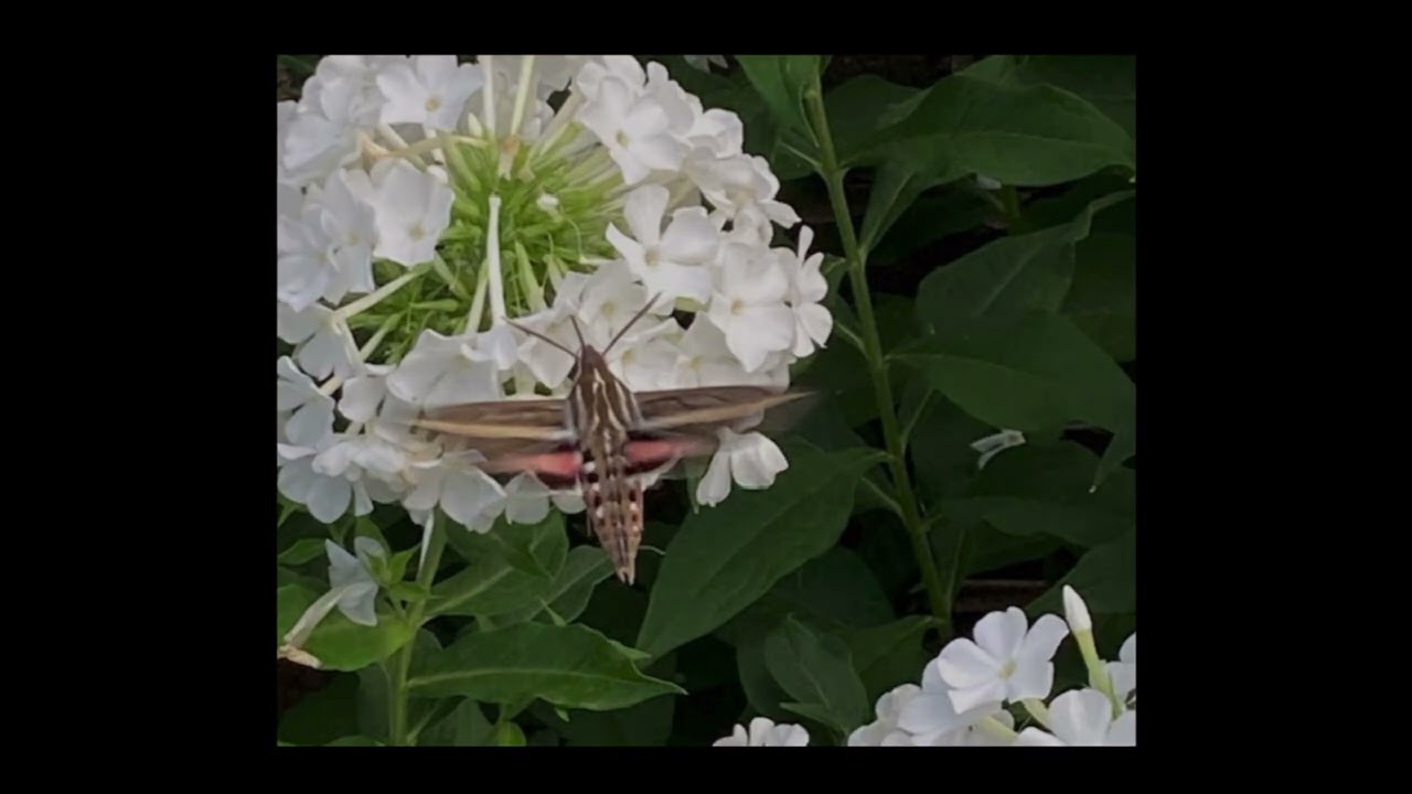 Beautiful Pollinator Slide Show