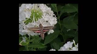 Beautiful Pollinator Slide Show