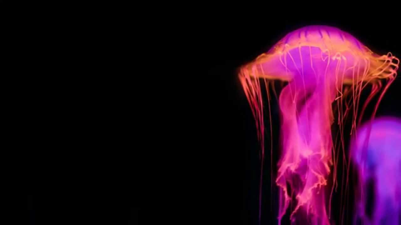 Watch Phaxe & Morten Granau - Jellyhead on YouTube Watch Phaxe & Morten Granau - Jellyhead on YouTube