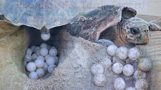 Life Cycle of a Sea Turtle