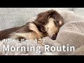 超甘えん坊ダックスと暮らすモーニングルーティン