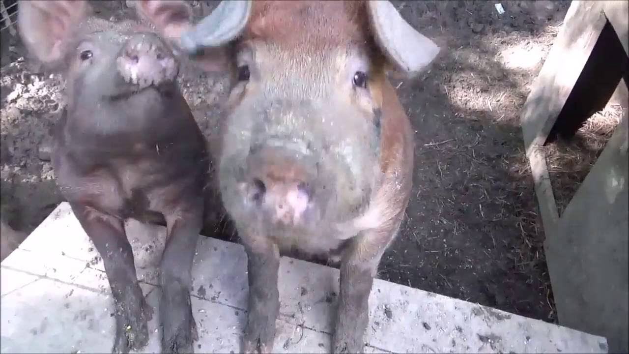 THE HOBBY FARM. Butchering Geese. Hatching. Moving The Birds. The Pigs