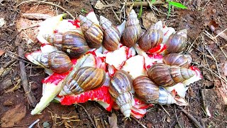 Hunting Snail! Berburu Hewan Bekicot di dalam Hutan, Lumayan dapat banyak guys [Bekicot Siput Keong]