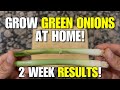 How To Grow Your Own Green Onions - 2 Week Update!