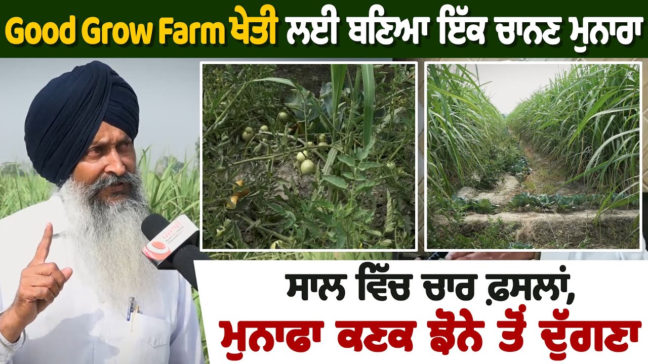 Good Grow Farm Phagwara:ਝੋਨਾ ਅਬਦਾਲੀਆਂ ਨਾਲੋਂ ਵੀ ਵੱਡਾ ਲੁਟੇਰਾ,ਕੁਦਰਤੀ ਖੇਤੀ ਹੀ ਸੰਕਟ ਦਾ ਇੱਕੋ ਇੱਕ ਹੱਲ...|