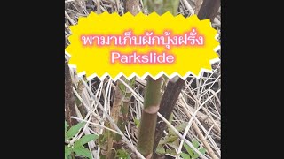 ผักบุ้งฝรั่ง Parkslide มีเป็นดงเลยจ้า เยอะมาก กำลังอวบเลยค่ะ #แม่หมอมือทอง @charitarot