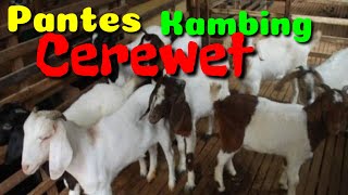 GOATS NOT CHOOSE (NOISY) || DO THIS TEST HOW TO REDUCE CHAPTERY GOATS