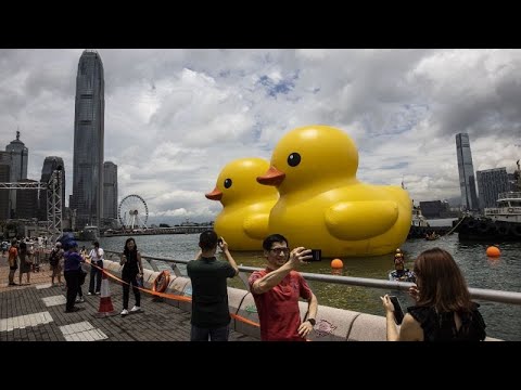 شاهد: عودة البطة الصفراء العملاقة إلى ميناء فيكتوريا بهونغ كونغ
