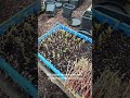 Turning One Currant Bush Into Hundreds of Plants 🌱