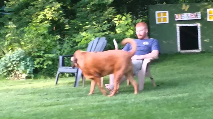 Hounds at war
