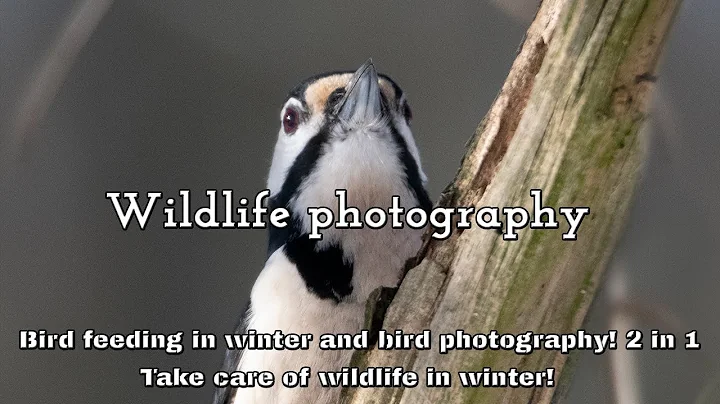 Wildlife photographer - Bird feeding in winter and...