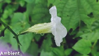 Water Lily - tomhUK [Ambient]